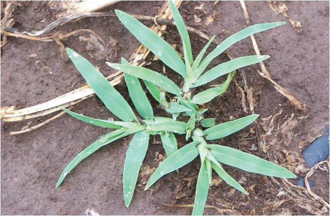 Close-up of a green weed growing in muddy soil, with narrow leaves spreading outward.