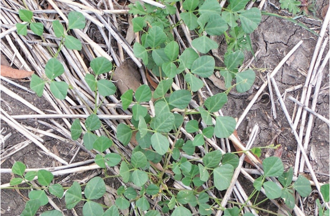 Small green plant with oval leaves growing among dry straw and grass outdoors