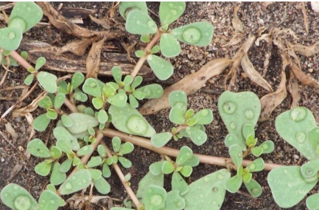 Small green weed seedlings growing among brown soil, mulch, and scattered debris