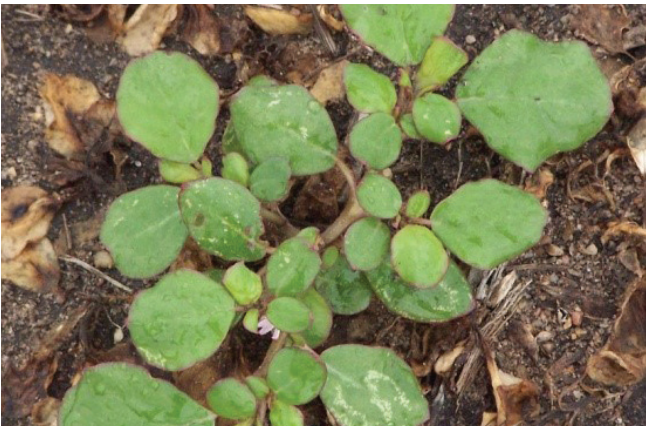 Small green seedlings with round leaves growing in brown soil