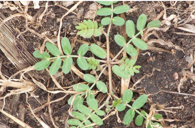 Small green weed sprouting through dry brown soil and mulch