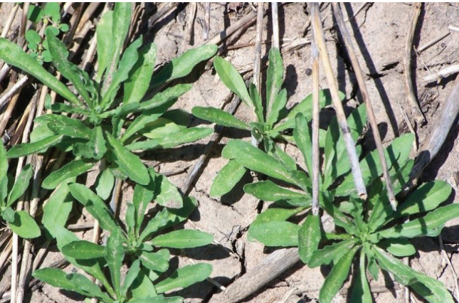 Green weeds growing among dry grass and soil