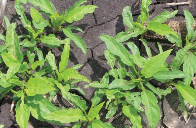 Green leafy plants growing through cracks in dry soil