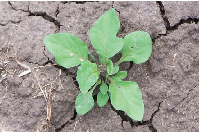 Small green weed sprouting from cracked dry soil