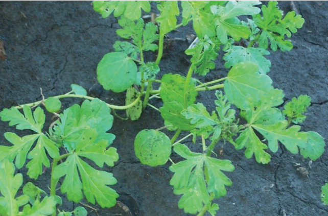 Small green plant seedlings growing in cracked dark soil