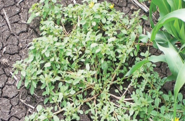 Small green weed patch growing in cracked dry soil, with a larger green leaf at right