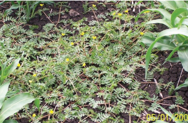 Dense green ground cover with tiny yellow flowers growing in a garden bed