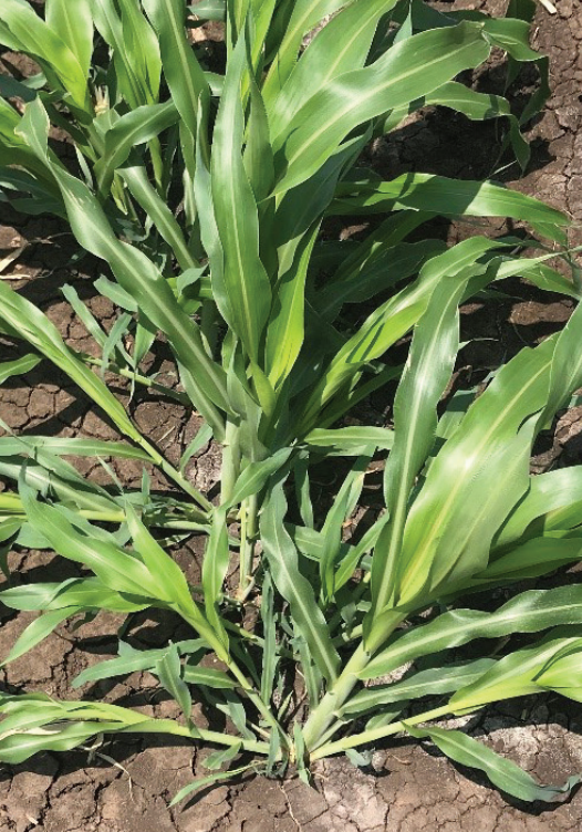 Green leafy plant growing in soil, with long striped leaves and bright sunlight.
