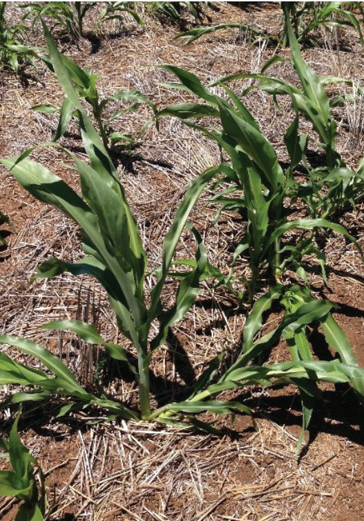 Young green corn plants growing in a dry, mulched field