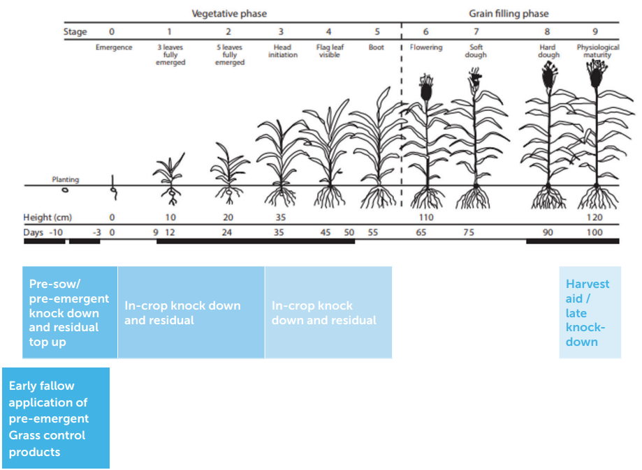 Plant growth timeline showing stages from seeding to flowering and harvest.