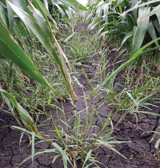 Corn plants growing in a muddy field, with a small weedy patch in the foreground.