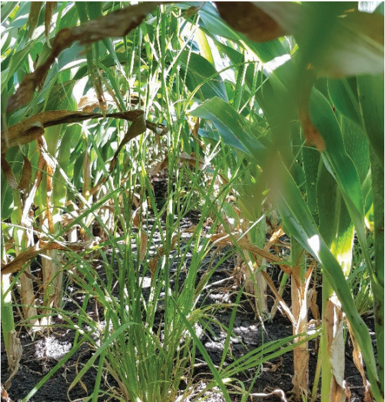 Dense green banana plants growing in a sunlit tropical garden
