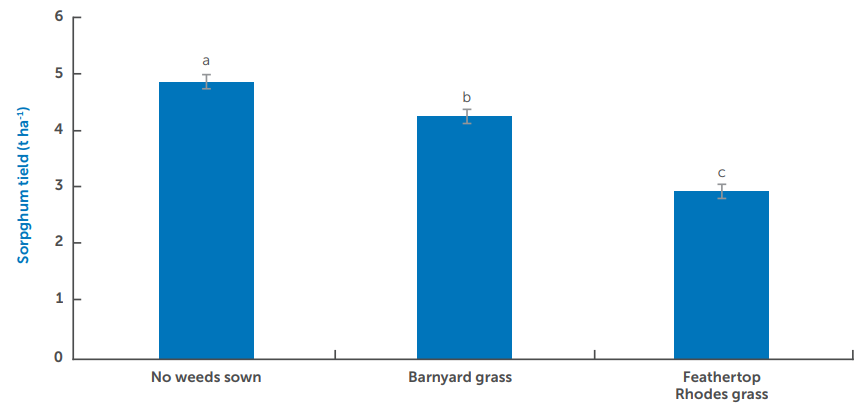 Bar chart with three blue bars comparing feathering severity among no weeds, barnyard grass, and foxtail groups