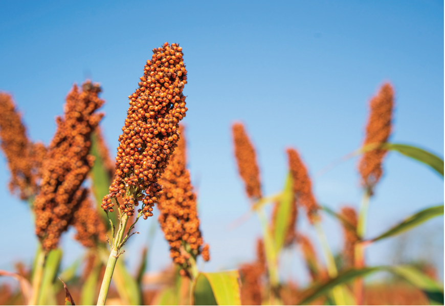 Close-up of reddish sorghum grain heads against a clear blue sky.