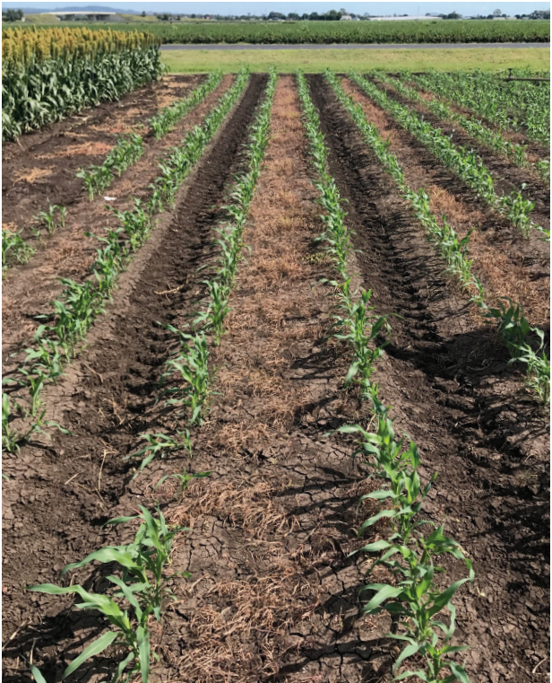 Rows of young green crops growing in a dry field under a clear sky