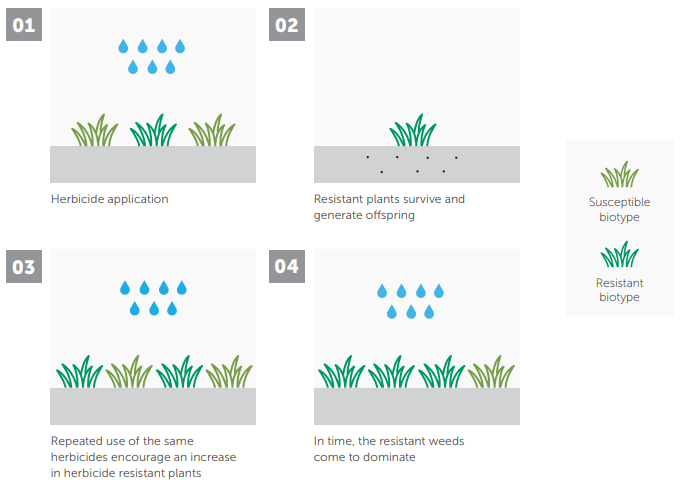 Four-panel diagram showing herbicide effects on susceptible vs resistant plants over time