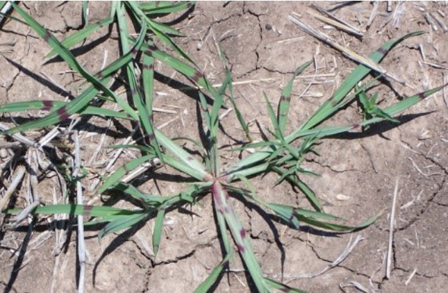 Sparse green grass growing in cracked, dry soil under bright sunlight