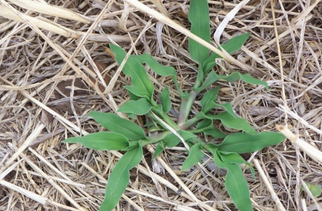 Green weed sprouting through dry straw on the ground