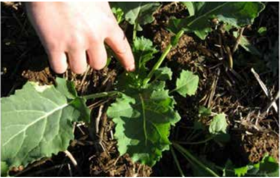Hand pointing to a small green plant growing in soil and mulch