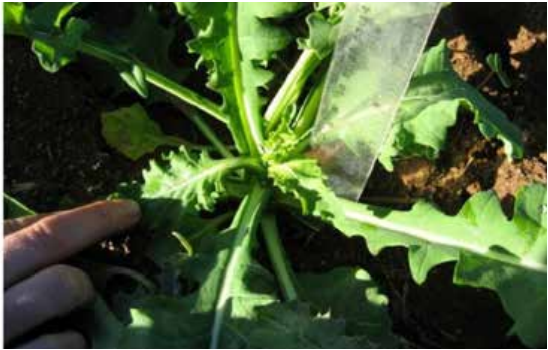 Hand touching a green leafy plant growing in soil outdoors