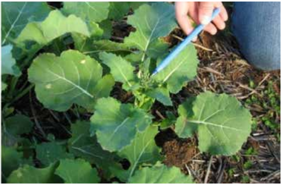 Hand holding a blue tool over green broccoli plants in a garden bed