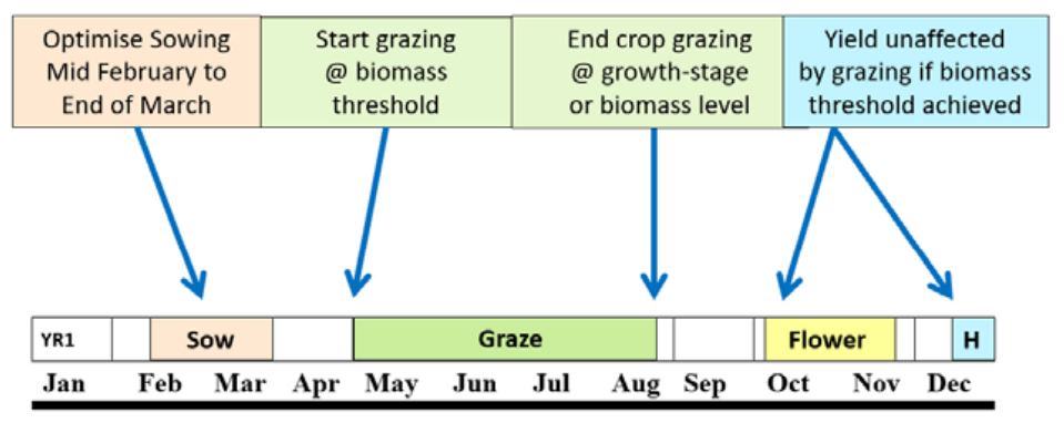 Crop growth timeline chart with sow, graze, and flower stages from Jan to Dec and threshold markers above