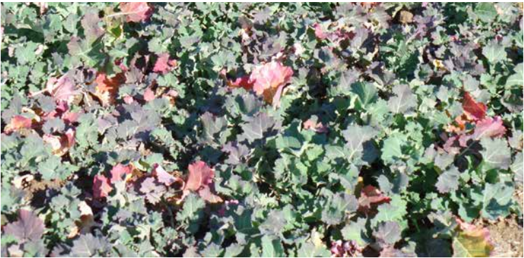 Dense bed of variegated green, pink, and purple foliage in a garden
