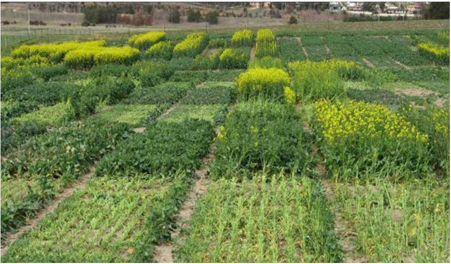 Rows of green crops in a farm field, with bright yellow flowering patches and a tree line in the distance.