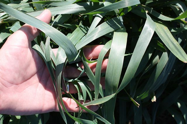 Hand holding long green leaves in a garden or field