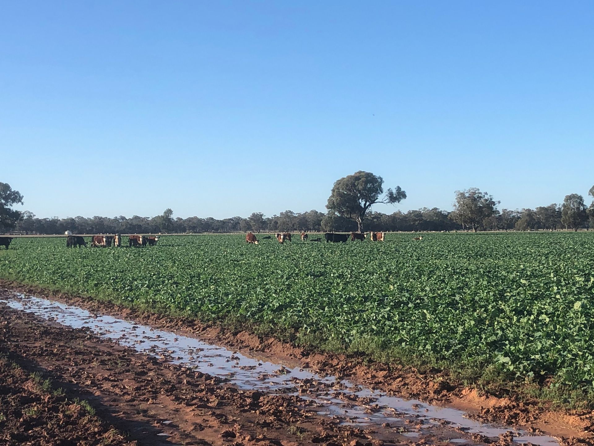 People harvesting crops in a green field beside a muddy dirt road under a clear blue sky