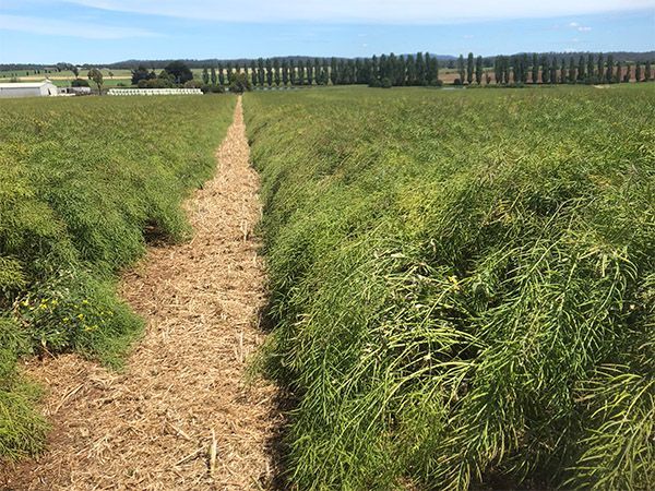 Narrow dirt path through green crop fields under a clear sky