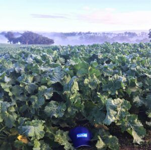 Leafy green crop field at dawn with mist and a blue container in the foreground