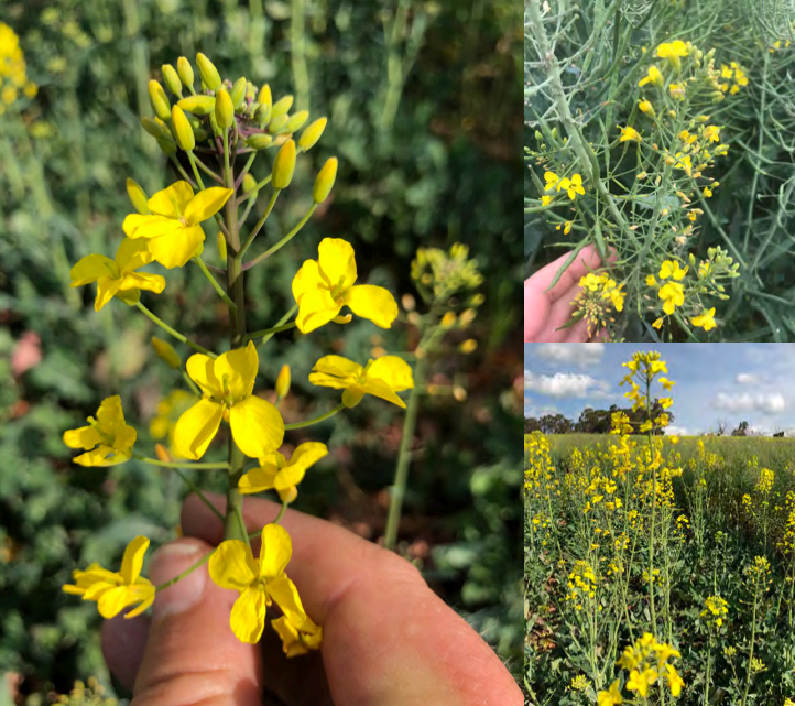 Hand holding a sprig of bright yellow wildflowers; small inset views show the plant in a field.