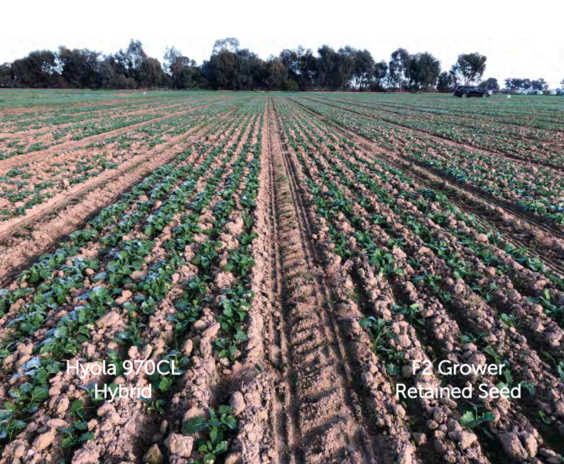 Cotton field rows labeled Hyola 970 CL Hybrid and Grower Retained Seed, with trees in the background