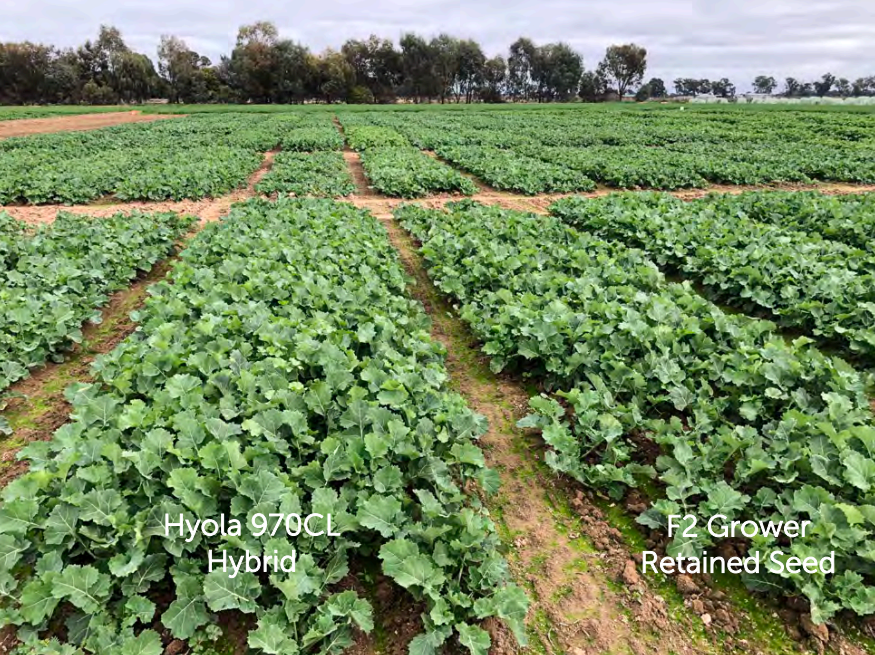 Green crop rows in a field, labeled hybrid and retained seed, under a cloudy sky.