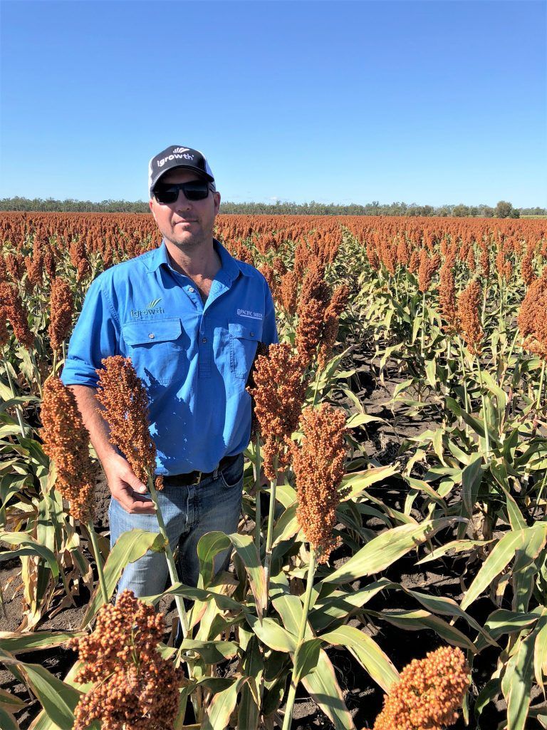 Man standing in a sorghum field under a clear blue sky, wearing a blue shirt and cap