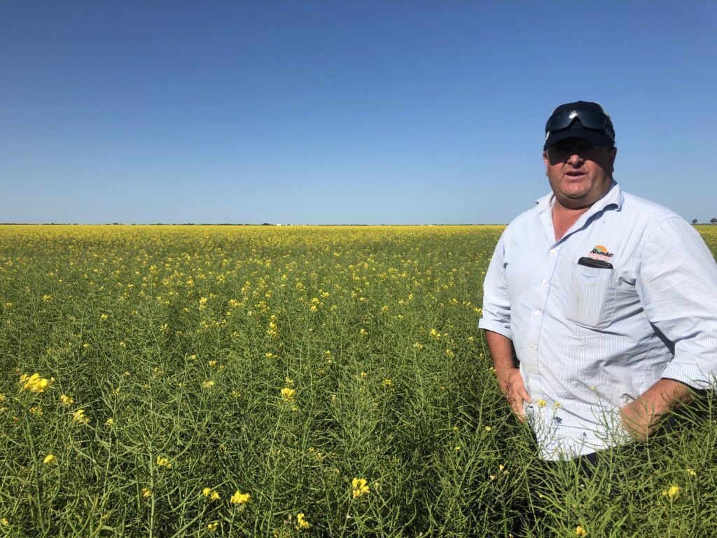 Man standing in a yellow flower field under a clear blue sky, wearing a white shirt and black cap.