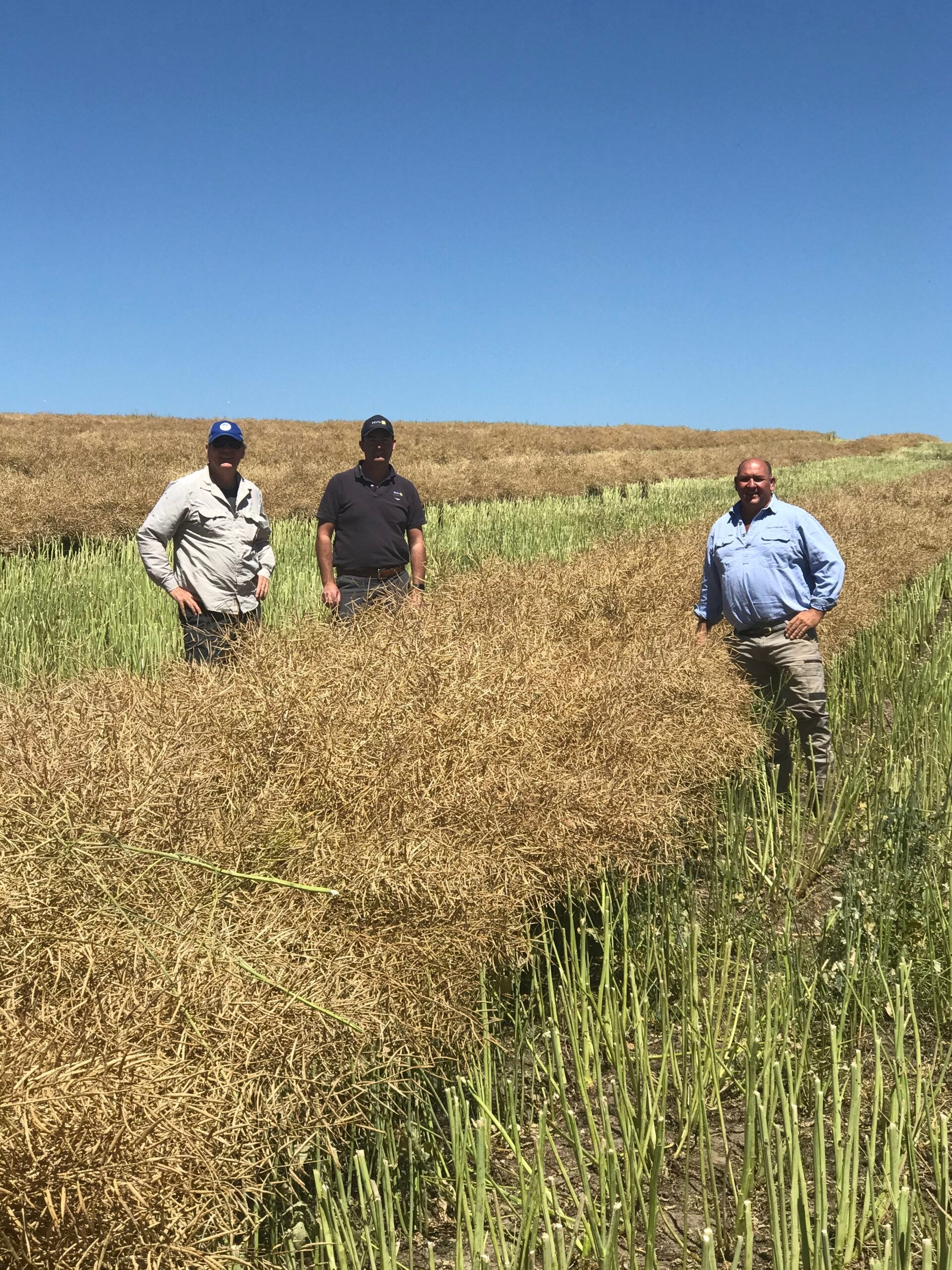 Three people stand in a field of tall grain under a clear blue sky.
