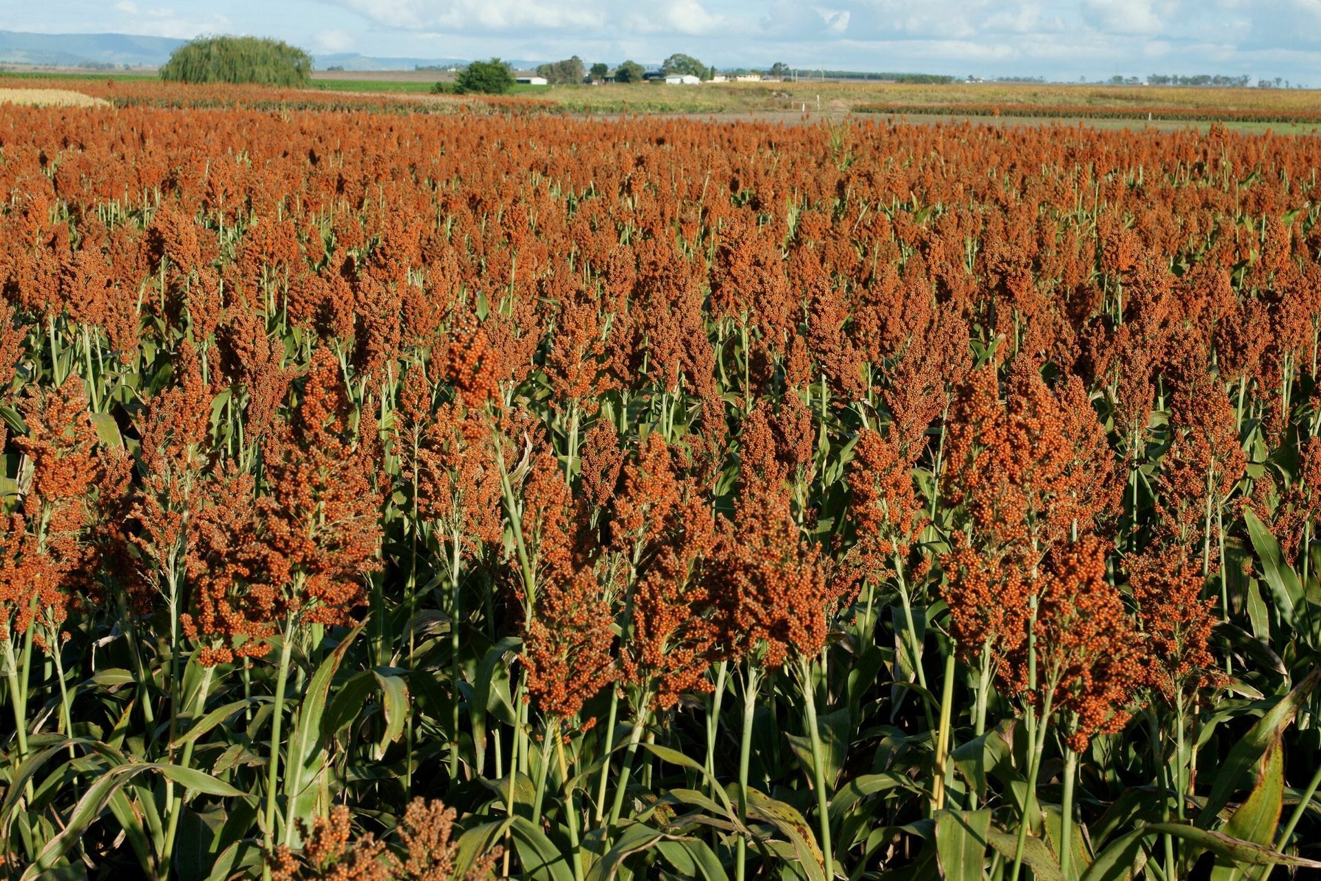 Field of red sorghum plants stretching to the horizon under a clear sky