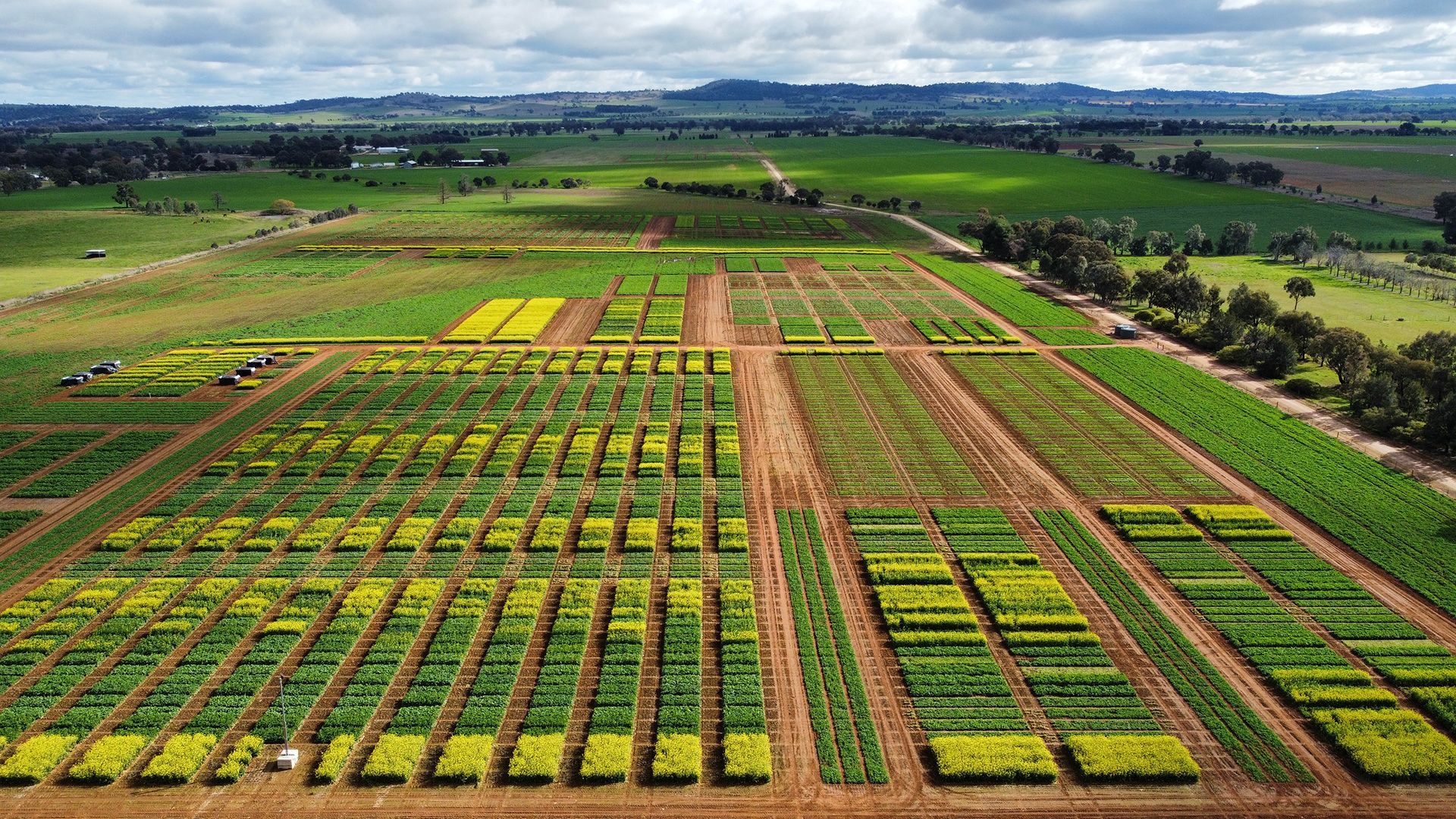Aerial view of neatly arranged green and yellow farm plots in a rural landscape