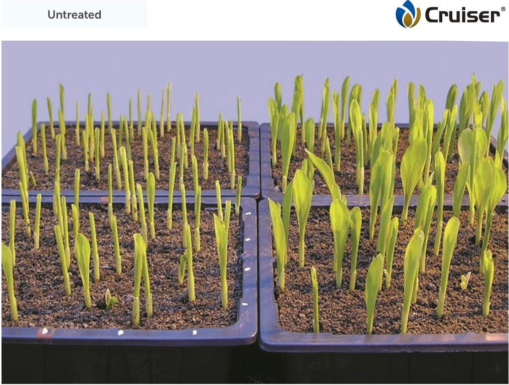 Untreated young seedlings in trays, with sparse yellow-green shoots beside healthier green plants
