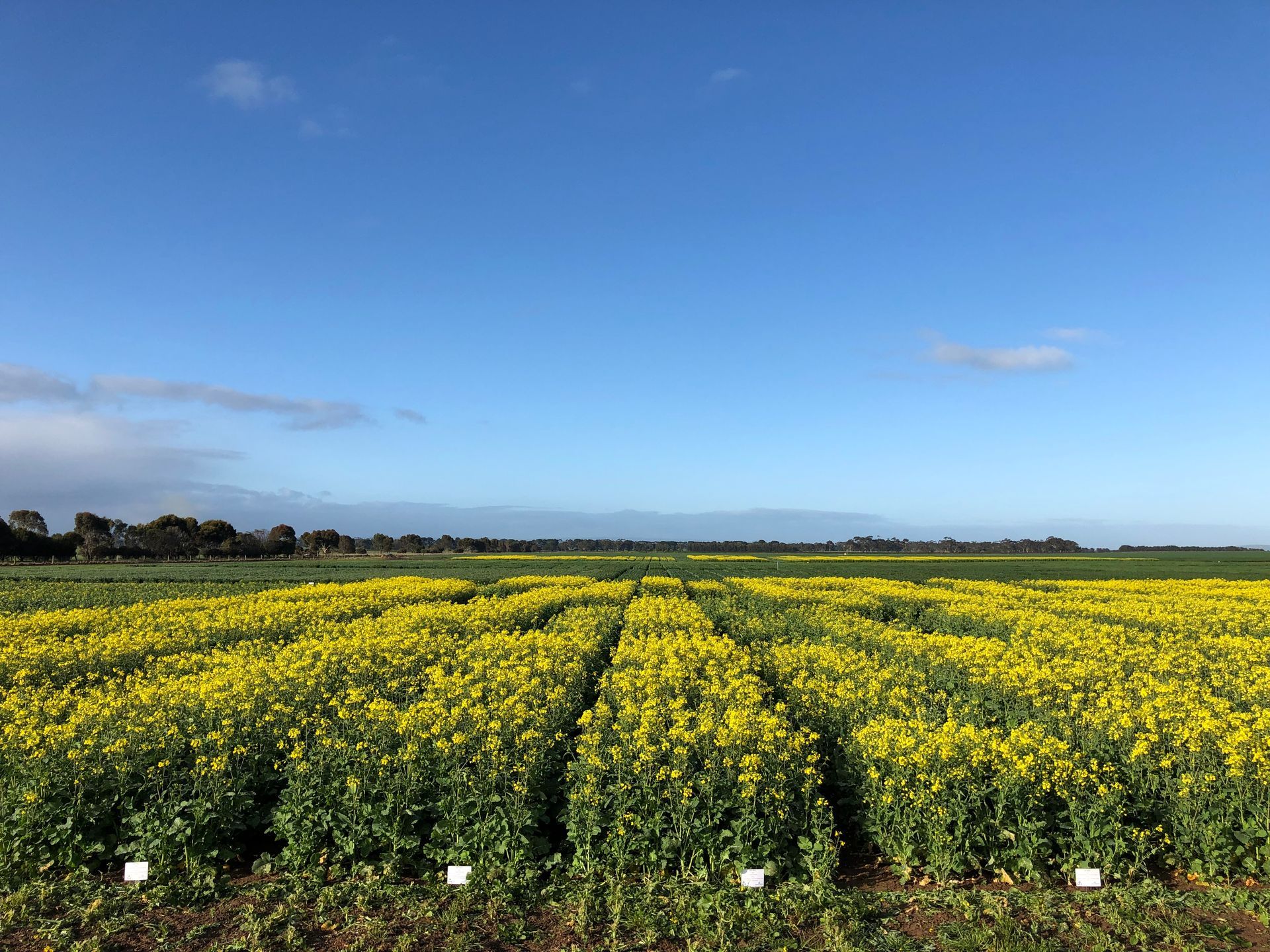 Yellow flowering field under a blue sky with distant trees and hills