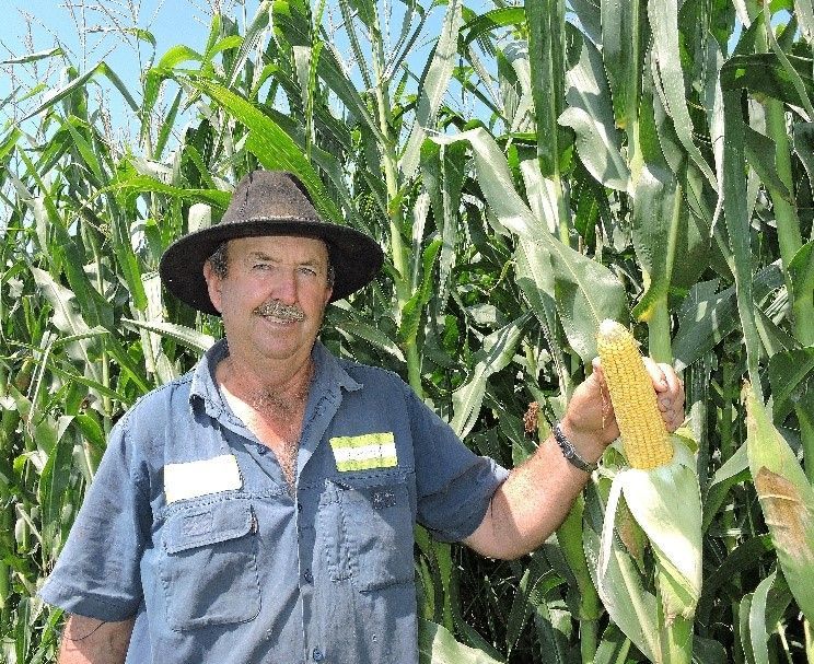 Farmer in a hat holding an ear of corn in a cornfield