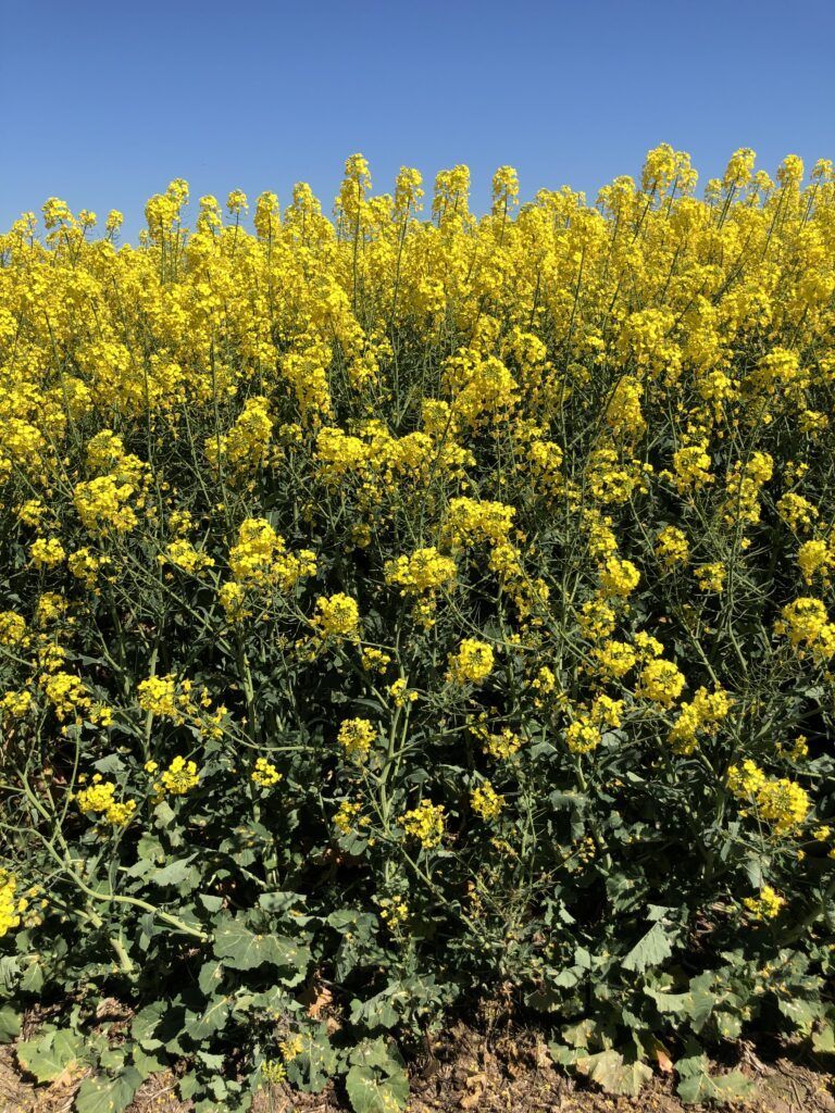 Yellow wildflowers covering a hillside under a clear blue sky