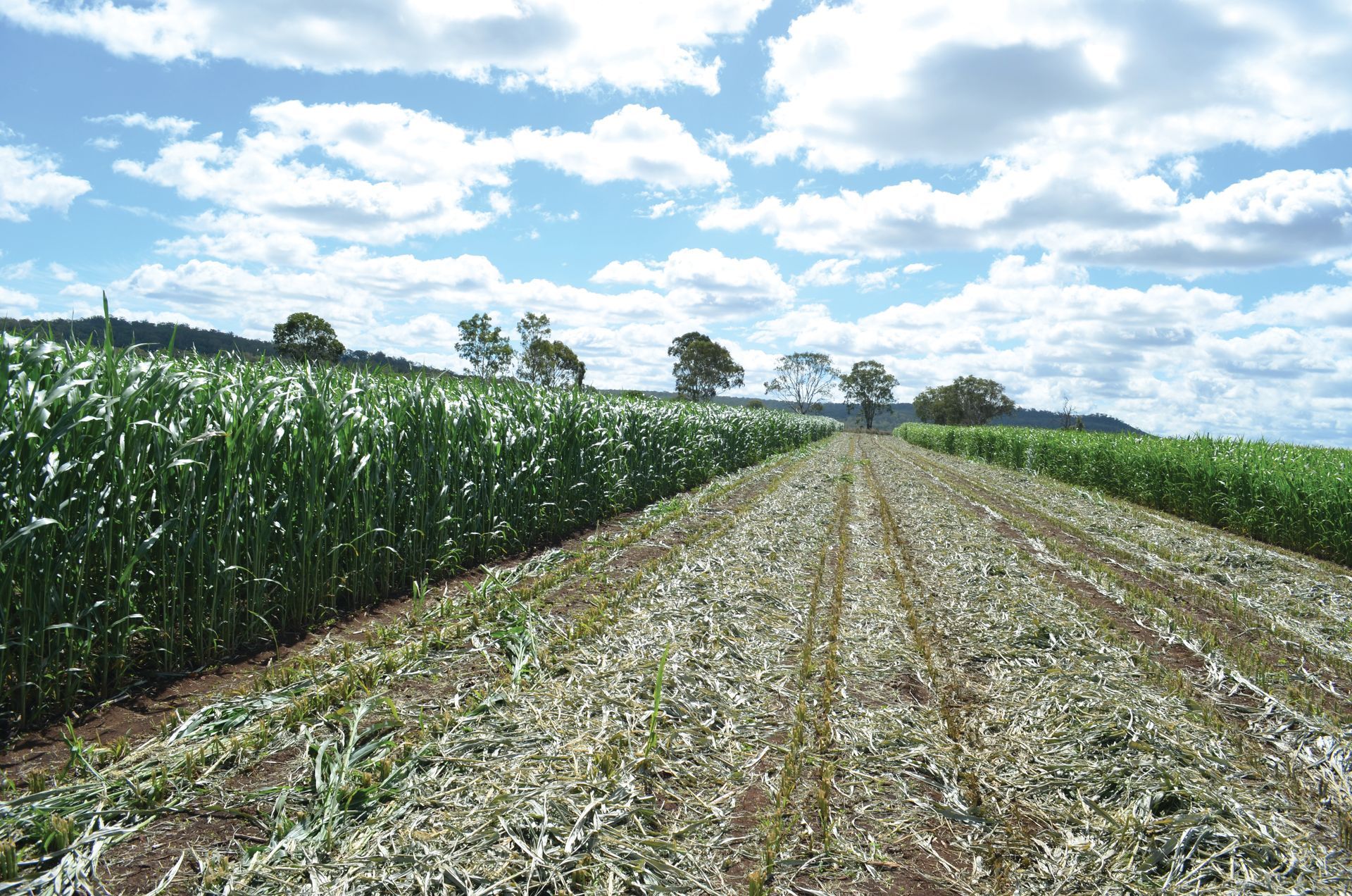 Corn field under a blue sky with clouds, showing rows of crops and a harvested strip in the center