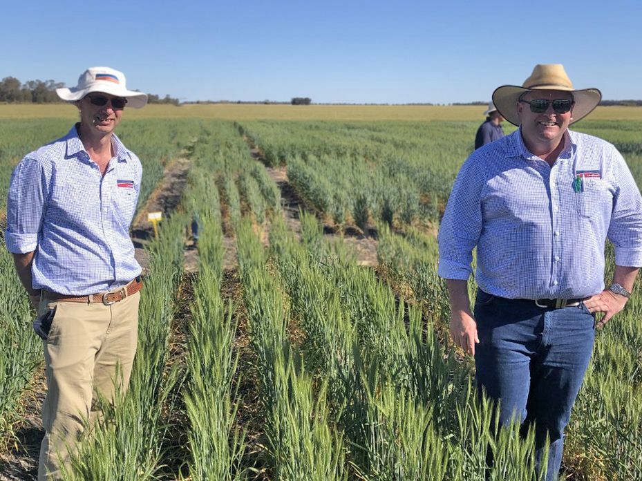 Two men standing in a green crop field under a clear blue sky, wearing hats and long-sleeve shirts