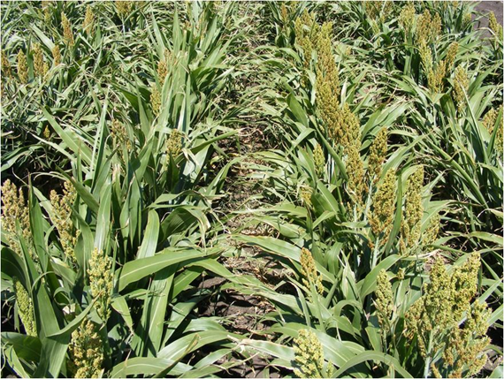 Rows of green sorghum plants with tall seed heads growing in a field