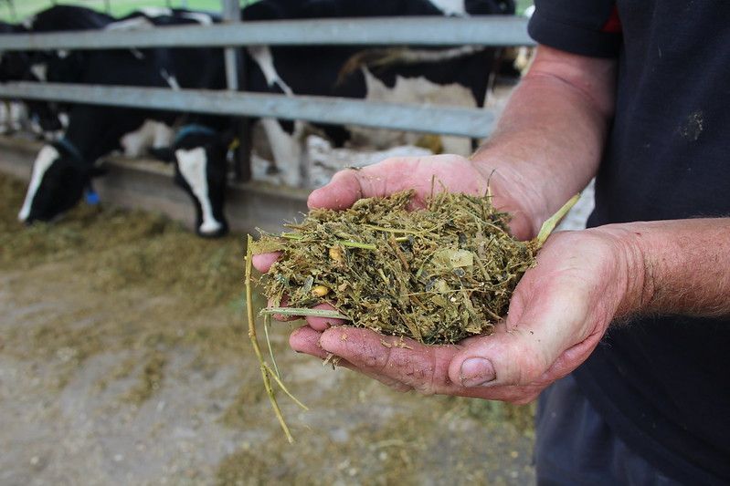 Hands holding a pile of chopped green feed in a barn, with cows in the background