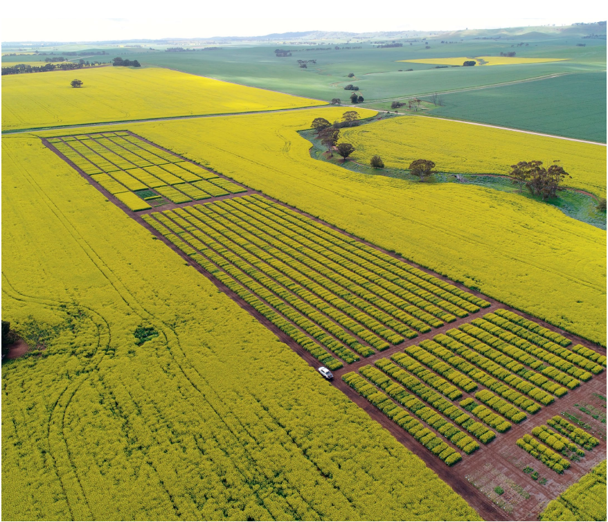 Aerial view of yellow flowering crop fields with long rectangular plots and a dirt path through farmland