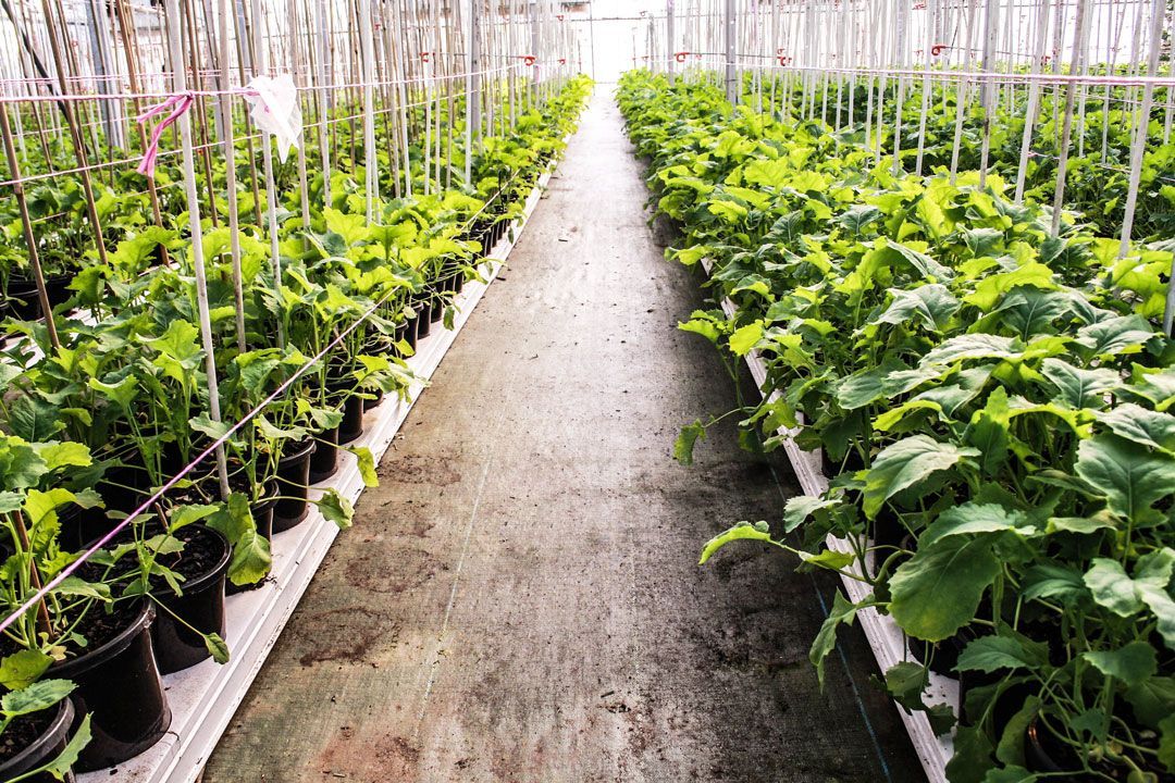 Rows of potted green plants in a greenhouse, with a central dirt walkway and trellises overhead